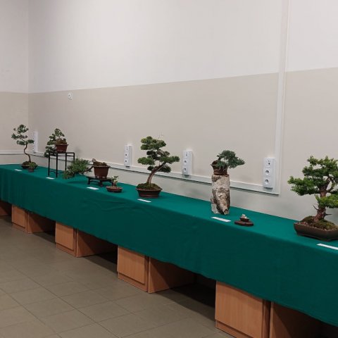 Relacja z wystawy drzewek Bonsai Pana Adriana Kosa