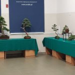 Relacja z wystawy drzewek Bonsai Pana Adriana Kosa